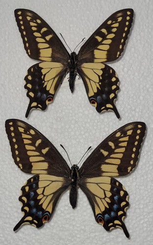 Papilio zelicaon pair - -,