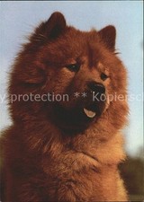 Hunde Chow Chow