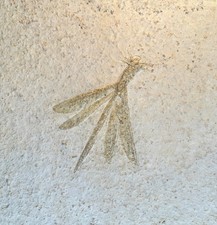 Libelle stenophlebia - libelle,