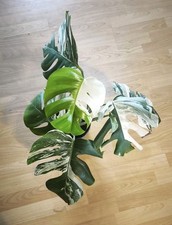 Monstera Borsigiana Albo Variegata etablierte Pflanze panaschiert weiß halfmoon 