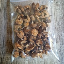 Bucheckern Hüllen 50 Stück Natur Deko Dekoration