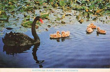 Australien - Schwarzer Schwan  -  Postkarte gelaufen 1982
