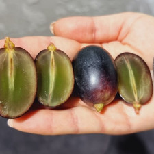 Kernlose weinrebe weintraube - kernlose,
