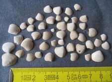 Sammlung MUSCHEL Astarte