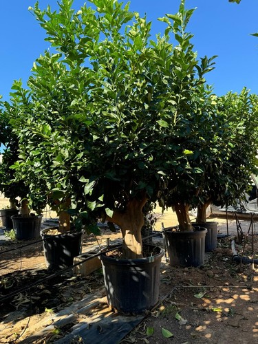 Zitronenbaum 240 citrus - -,