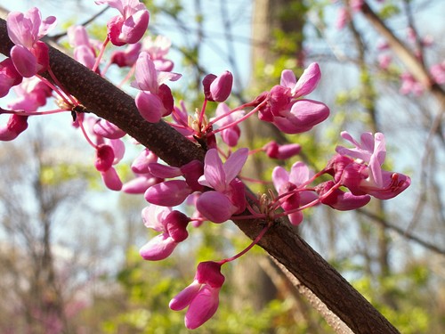 Kanadischer judasbaum cercis - judasbaum,