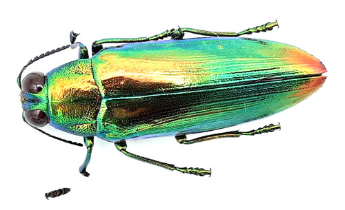Buprestidae chrysochroa - buprestidae,,