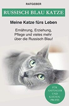 Russisch blau katze - russisch,
