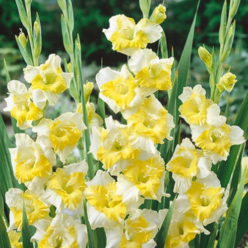 Großblütige gladiole buggy - großblütige, "buggy"