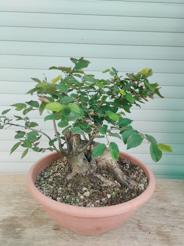 Bonsai carpinus betulus carpe - bonsai,