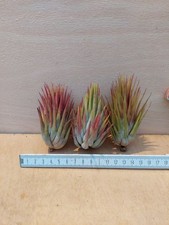 Tillandsia ionantha " Macho" 