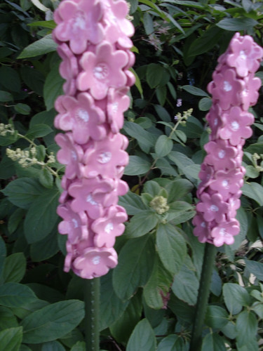 Stück rittersporn rosa - stück,