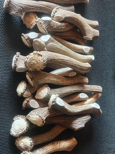 Geweih kauknochen kaugeweih - kauknochen,