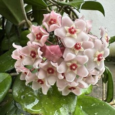 Hoya carnosa splash Topfpflanze Wachsblume Porzellanblume Jungpflanze