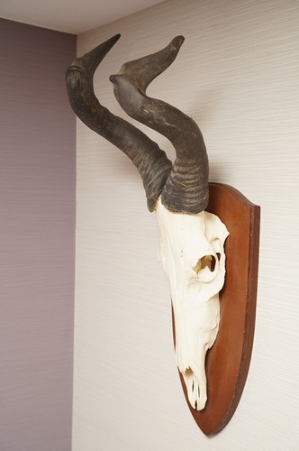 Hartebeest kuhantilope - /,