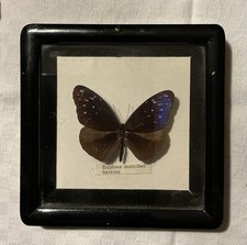 Euploea Mulciber Barsine