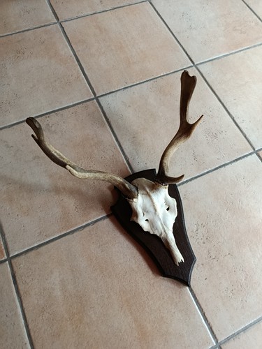 Hirschgeweih damhirsch - hirschgeweih,