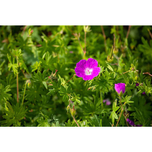 Geranium sanguineum elsbeth - sanguineum, 'elsbeth'