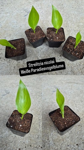 Strelitzia nicolai weiße - strelitzia,