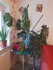 Verkaufe Sehr große MONSTERA