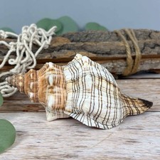 Fasciolaria Trapezium 12-14cm