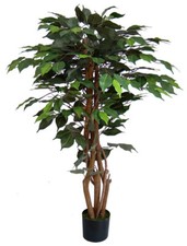 Ficus excotica 120cm grün - ficus, da