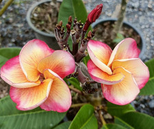 Frangipani Plumeria - Pink Diamond - frisch aus Thailand eingetroffen -