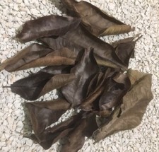 Blätter fürs Aquarium -