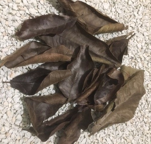 Blätter fürs aquarium - blätter,