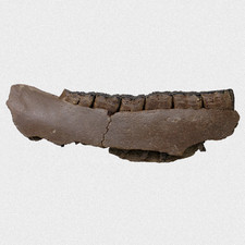 Fossil Wildpferd Unterkiefer