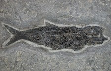 Lias  Pholidophorus limbatus  Teleostei  Fisch  Glanzschupper  Holzmaden KE37-12