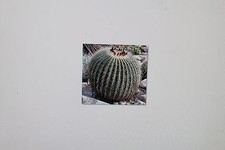 10 Samen Echinocactus grusonii,Schwiegermutterstuhl,Kaktus,Kaktee, #11