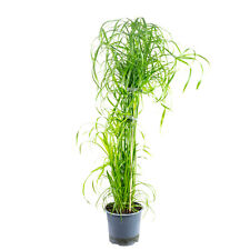 Wasserliebendes Zyperngras - Cyperus alternifolius -ca. 55 cm hoch, Topf-Ø 14 cm