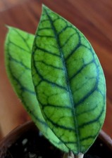 RARE XL Hoya Callistophylla sp