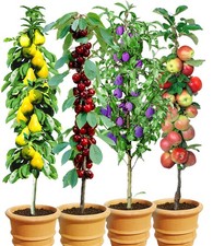 Säulen-Obst-Kollektion Birne Kirsche Pflaume Apfel 4 Pflanzen