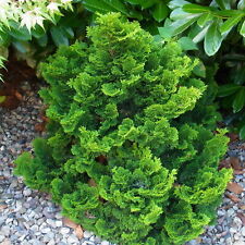 Muschelzypresse Zwergkonifere