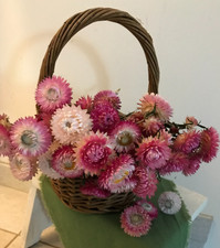 STROHBLUME,  Trockenblume ,  Rosa  Mix - 100+ Samen , eigener Anbau 2025