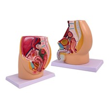 Becken Reproduktive Anatomie