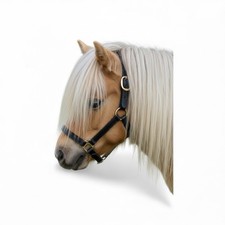 MINI SHETLAND SHETLAND LEDER