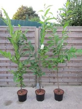 Esskastanie - Marone -