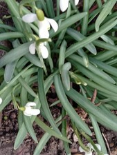 1 Topf mit Schneeglöckchen