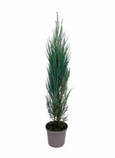 Juniperus scopulorum 'Blue Arrow', Säulenwacholder, blaugrün, 80–100 cm