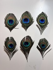 Natürliche Pfauenfedern