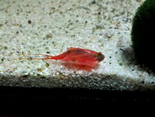 Triops Cancriformis -