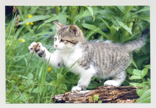 Postkarte katze neu - postkarte,