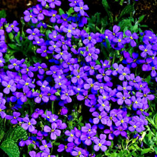 Blaukissen Blau - Steingarten-Polsterstaude - Blumen Samen Saatgut