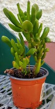Crassula Geldbaum Löffelbaum