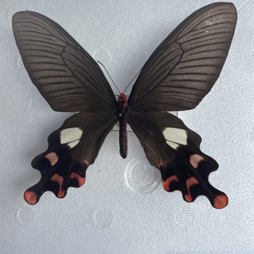 Entomologie*Papilio