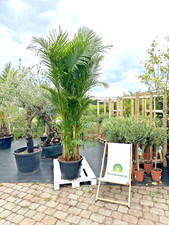 Dypsis lutescens Arecapalme 250–300cm XXL Goldfruchtpalme große Zimmerpalme