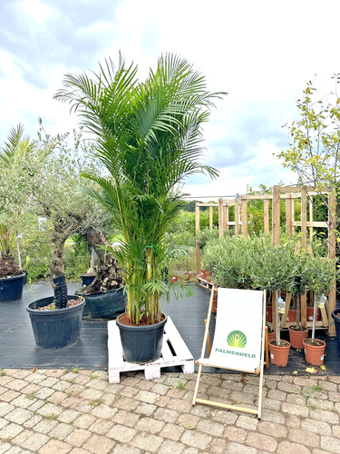 Dypsis lutescens arecapalme - dypsis,